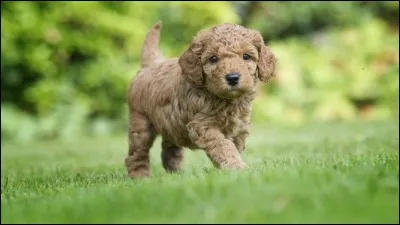 Origine : France 
Taille : 24 à 60 cm 
Caractère : Facile à dresser, intelligent, mauvais caractère 
Représentant célèbre : Georgette dans "Oliver et Compagnie" 
Quelle est cette race ?