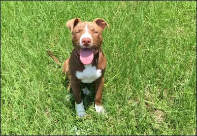 Origine : Amérique 
Taille : 45 à 50 cm 
Caractère : Intelligent, joueur, sociable et athlétique 
Représentant célèbre : Scud dans "Toy Story" 
Quelle est cette race de chiens ?