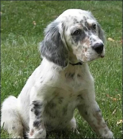 Origine : Angleterre 
Taille : 61 à 68 cm 
Caractère : Amical, actif, sens aigu de la chasse, craintif 
Représentant célèbre : Olga, la chienne de Michel Drucker 
Quelle est cette race ?