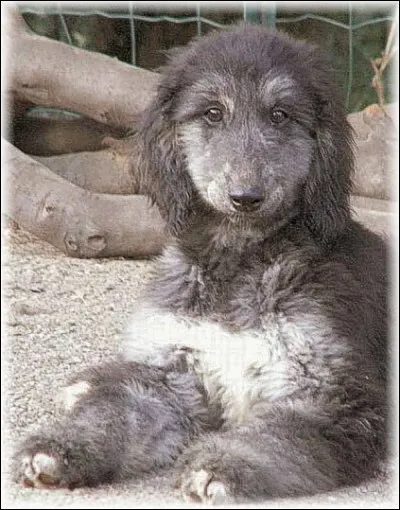 Origine : Afghanistan 
Taille : 63 à 74 cm 
Caractère : Calme, sensible, distant et susceptible 
Représentant célèbre : Prissy dans "Les 101 Dalmatiens" 
Quelle est cette race de chiens ?