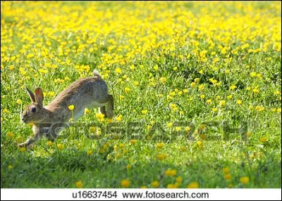 Quelle fleur préfères-tu ?