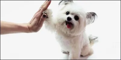 Quel animal de compagnie préfères-tu ?