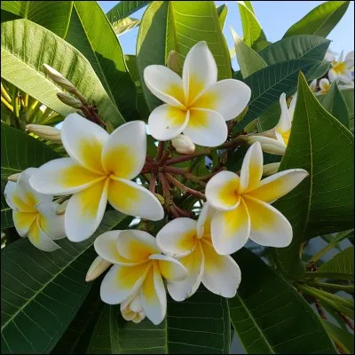 De quel arbre provient cette fleur ?