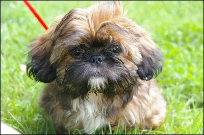 La race du chien que nous apercevons ici se nomme "Shih Tzu".