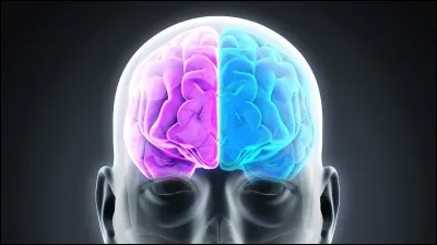 Quelle inflammation est provoquée par le méningocoque ?