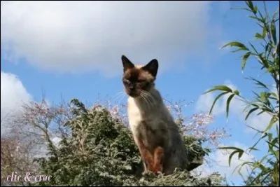 De quel film Disney, cette image est-elle tirée ?