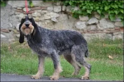 Origine : France 
Taille : 48 à 57 cm 
Poids : 20 à 25 kg 
Caractère : Bon renifleur, gentil, sportif mais très actif 
Quelle est cette race ?