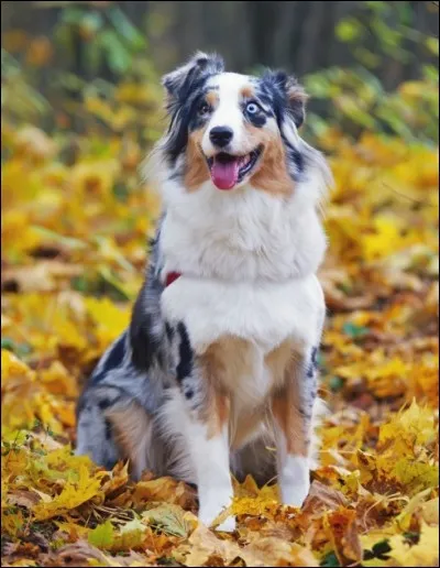 Origine : Etats-Unis 
Taille : 46 à 58 cm 
Poids : 19 à 30 kg 
Caractère : Endurant, très intelligent, curieux, loyal 
Quelle est cette race de chiens ?