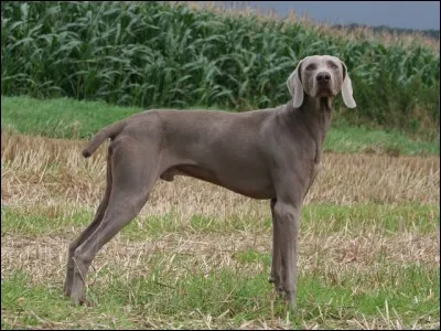 Origine : Allemagne 
Taille : 59 à 70 cm 
Poids : 25 à 40 cm 
Caractère : Bon chasseur, fidèle, endurant, peut être "pot de colle" 
Quelle est cette race de chiens ?