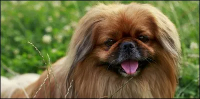 Origine : Chine 
Taille : 14 à 25 cm 
Poids : 3 à 5 kg 
Caractère : Docile, intelligent, bon gardien, n'aime pas trop les enfants
Quelle est cette race ?