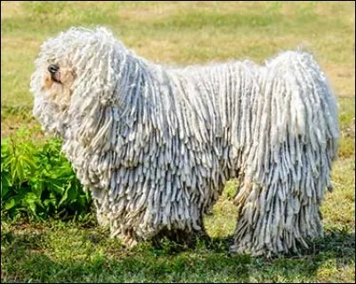 Origine : Hongrie 
Taille : 60 à 75 cm 
Poids : 40 à 60 kg 
Caractère : Bon chien de garde, observateur, fidèle, très actif la nuit 
Quelle est cette race ?