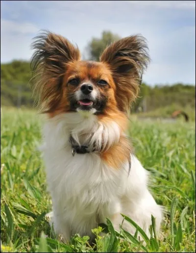 Origine : France 
Taille : 27 à 28 cm 
Poids : 1 à 5 kg 
Caractère : Gai, amusant, gentil et joueur 
Quelle est cette race de chiens ?