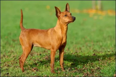 Origine : Allemagne 
Taille : 25 à 30 cm 
Poids : 4 à 6 kg 
Caractère : Loyal, fidèle, vif, parfait pour la vie de famille 
Quelle est cette race ?