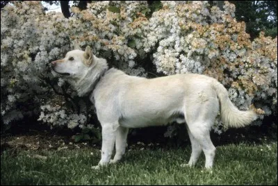 Origine : Corée du Sud 
Taille : 49 à 54 cm 
Poids : 15 à 23 kg 
Caractère : Courageux, intelligent, fidèle parfois bagarreur 
Quelle est cette race de chiens ?