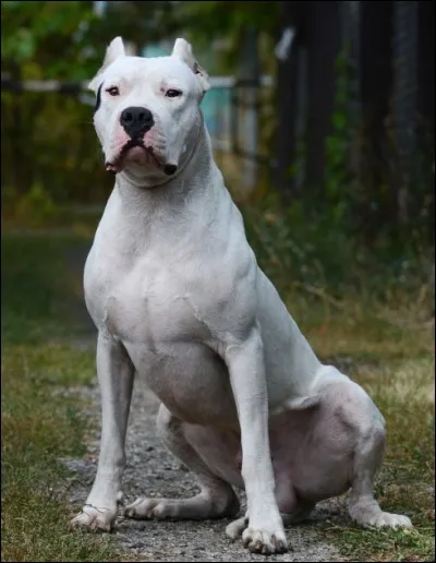 Origine : Argentine 
Taille : 60 à 65 kg 
Poids : 40 à 50 kg 
Caractère : Très bon chien de garde, très intelligent, joueur et calme 
Quelle est cette race de chiens ?