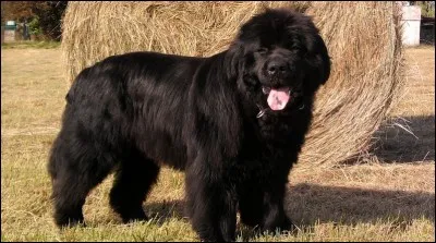 Origine : Canada 
Taille : 66 à 71 cm 
Poids : 50 à 70 kg 
Caractère : Courageux, travailleur, endurant, doux , adore les enfants 
Quelle est cette race de chiens ?