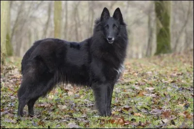 Origine : Belgique 
Taille : 56 à 66 cm 
Poids : 20 à 30 kg 
Caractère : Très intelligent, chien de troupeau, protecteur, doux et sensible 
Quelle est cette race ?
