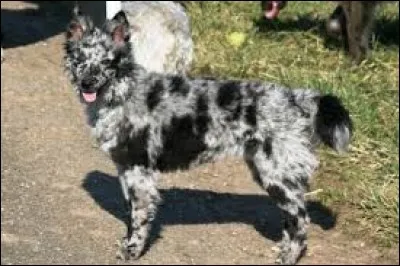 Origine : Hongrie 
Taille : 35 à 47 cm 
Poids : 8 à 13 kg 
Caractère : Facile a dresser, chien de chasse, joueur et sportif 
Quelle est cette race de chiens ?