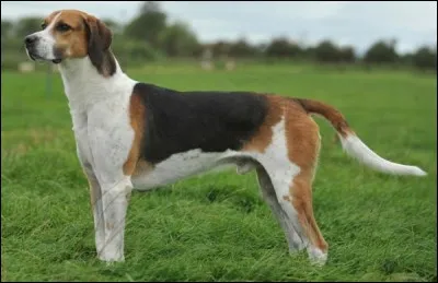 Origine : Angleterre 
Taille : 58 à 64 cm 
Poids : 25 à 34 kg 
Caractère : Naturellement chasseur, amical, endurant, sociable, pas bon chien de garde 
Quelle est cette race de chiens ?
