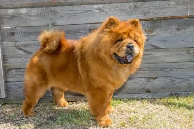 Origine : Chine 
Taille : 46 à 56 cm 
Poids : 20 à 30 kg 
Caractère : Loyal, fidèle, indépendant, orgueilleux et distant 
Quelle est cette race ?