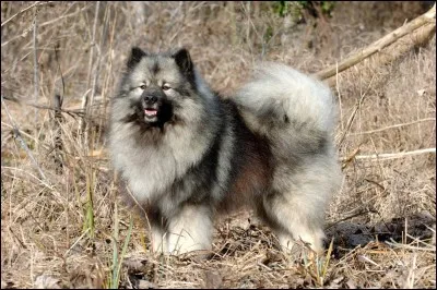 Origine : Allemagne 
Taille : 45 à 55 cm 
Poids : 15 à 20 kg 
Caractère : Dynamique,protecteur, affectueux et possessif 
Quelle est cette race de chiens ?