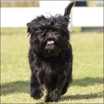 Origine : Allemagne 
Taille : 25 à 30 cm 
Poids : 4 à 6 kg 
Caractère : Intrépide, fidèle, attentif et éveillé 
Quelle est cette race ?