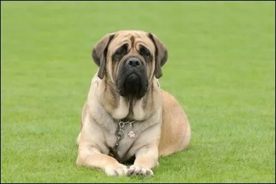 Origine : Angleterre 
Taille : 66 à 82 cm 
Poids : 60 à 110 kg 
Caractère : Calme, délicat, joueur mais pas très obéissant
Quelle est cette race de chiens ?