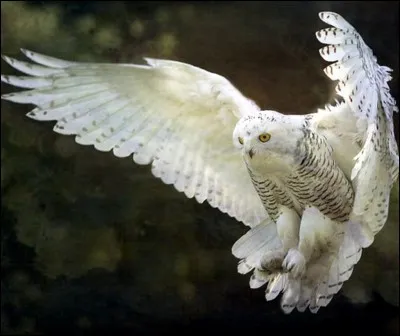 Ton animal de compagnie serait...