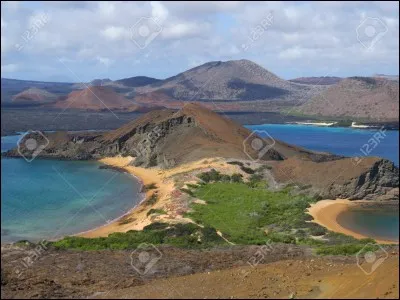 Aux Galapagos, pour extraire de l'écorce des arbres les larves dont il est friand, de quoi se sert le pinson vert .