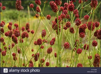 La pimprenelle, dont l'odeur rappelle celle du concombre, est utilisée comme...