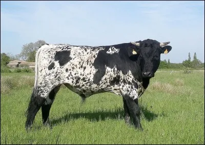 Quelle est cette race de vache au pelage noir et blanc ?