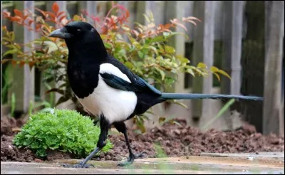 Quel est cet oiseau au plumage noir est blanc ?