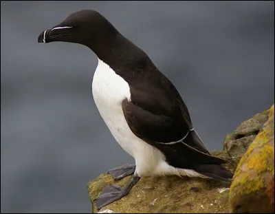 Quel est cet oiseau au plumage noir et blanc ?