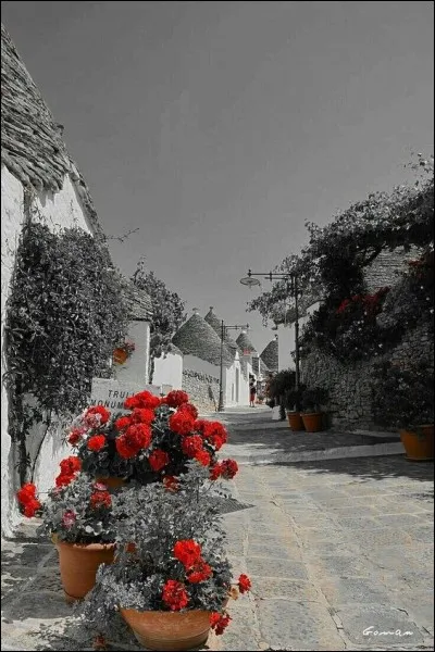 Pourquoi avoir des géraniums chez soi ?