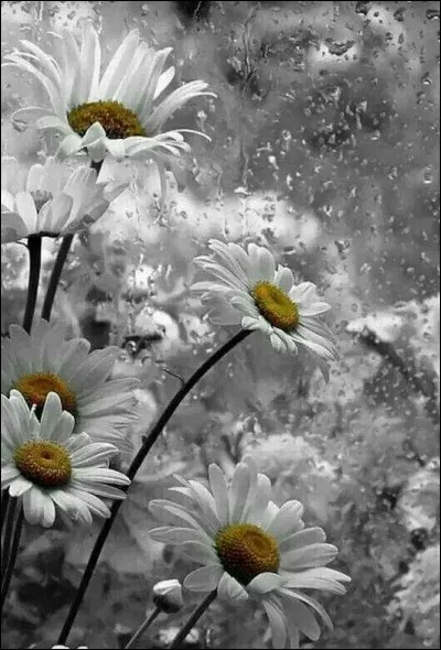 Combien la marguerite peut-elle avoir de pétales si, en l'effeuillant, pour savoir si l'on vous aime, vous tombez sur "pas du tout" ?