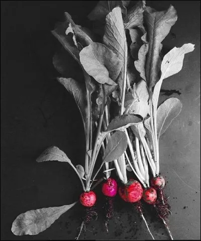 Sur le site Quizz.Biz, combien cela vous rapporte-t-il de radiz d'être 2e au top joueur du mois ? (en 2019, au cas où cette règle établie viendrait à changer)