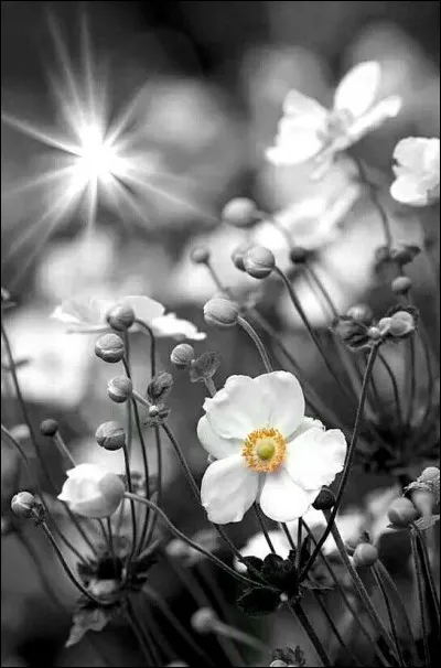 Comment s'appelle le faux-fruit de l'églantier ?