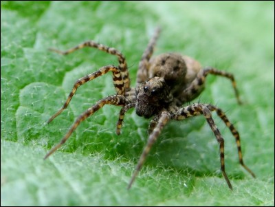 Comment s'appelle la très répandue peur des araignées ?