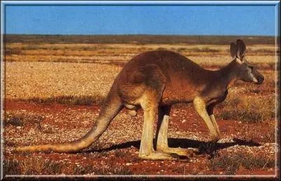 Kangourou