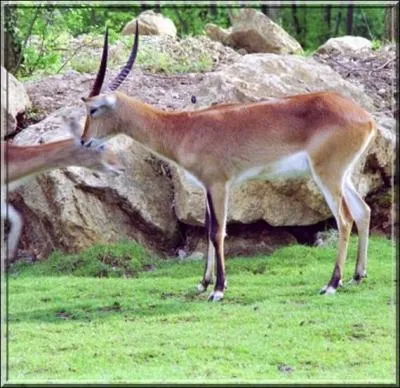 Springbock (antilope Cap)