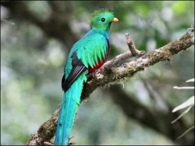 L'oiseau que nous apercevons ici est un quetzal.