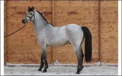 Aimes-tu t'occuper des animaux ?