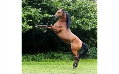 As-tu peur des chevaux ?