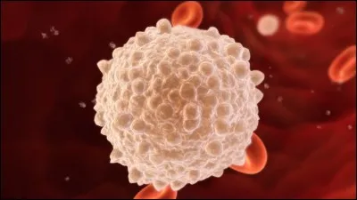 Les globules blancs se forment dans la moelle osseuse.