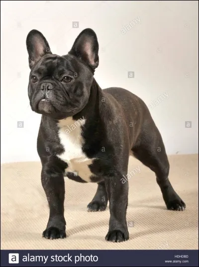 Le bouledogue FR servait à..... vers les années 1800