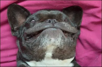 Les bouledogues FR pètent...