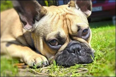 Les bouledogues FR viennent de ou du...