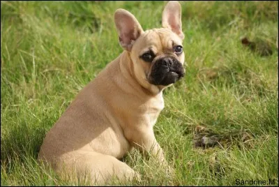 Les bouledogues ont le poil de longueur...