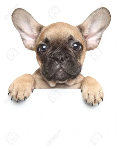 Les bouledogues sont caractérisés par leurs...