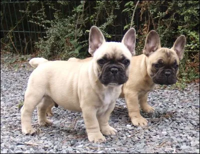 Les bouledogues sont aussi appelés des...